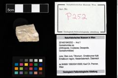 Foto (Objekt + Etikett) von Goniodromites sp.  (NHMW-GEO-2014-0194-0252)